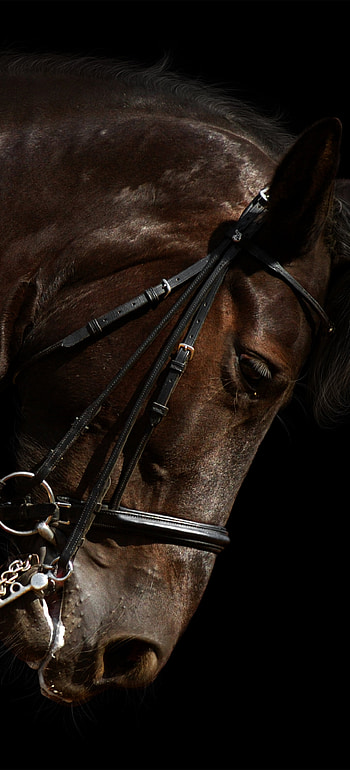 Bridled Midnight: Sleek Horse for , Animal, horse HD phone wallpaper