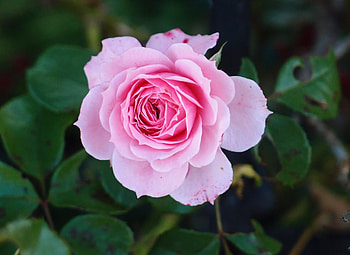 Flowers, Pink, Flower, Rose Flower, Rose, Bud HD wallpaper