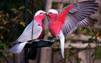 Galah, Birds HD wallpaper