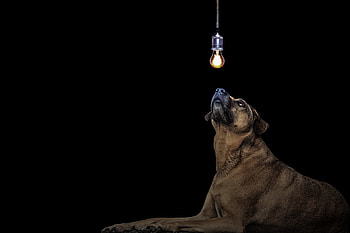 Dark, Dog, Light Bulb, Idea HD wallpaper
