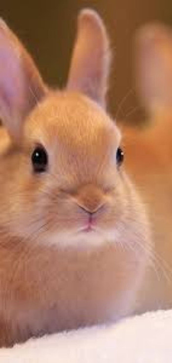 Quality bunny backgrounds HD phone wallpaper