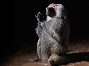 Prayer for Female, cool, funny, monkey HD wallpaper