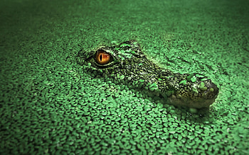 Crocodile, crocodile, animals HD wallpaper