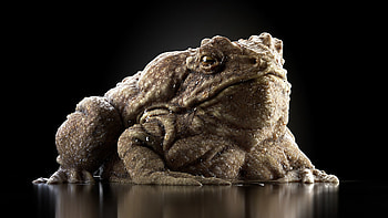 Artstation toad, Texture design, Digital artwork, Amphibian species HD wallpaper