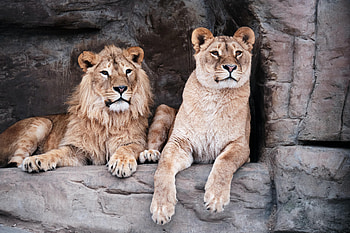 Animals, Lion, Predator, Big Cat, Lioness, Animal HD wallpaper