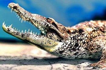 Animals, Grin, Muzzle, Predator, Teeth, Crocodile HD wallpaper