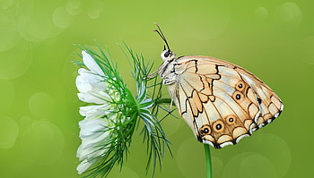 Butterfly, mustafa ozturk, flower, green, fluture, insect HD wallpaper