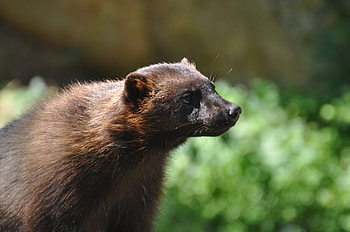 Wolverine , Wolverine, Animal planet, Animals wild HD wallpaper
