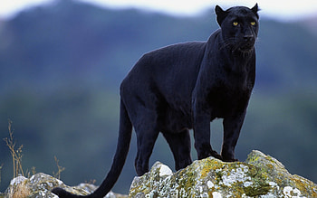 Animals, Panthers, , Mobile HD wallpaper