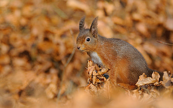 Animals, Squirrel, Autumn, Foliage HD wallpaper