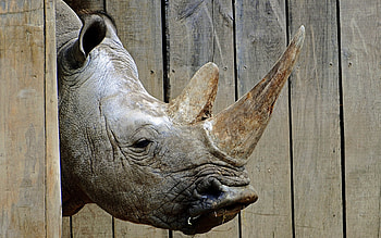 The black, Rhino HD wallpaper