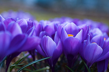 Flowers, Blur, Smooth, Lot, Crocuses HD wallpaper