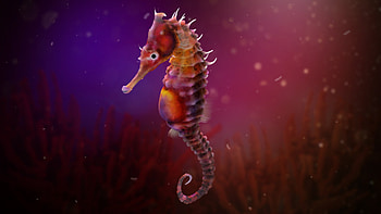 Seahorse, Danka Mangia, 3D artwork, Animals HD wallpaper