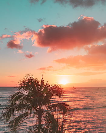 Experience a vibrant Hawaiian sunset over the ocean, complete with palm trees and colorful skies. HD phone wallpaper