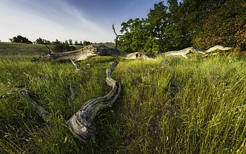 dead trees in a green field, trees, dead, field, gress HD wallpaper