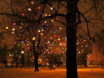 Landscape, Holidays, Trees, Background, New Year, Christmas, Xmas HD wallpaper
