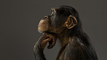 Monkey , Laptop mobiles, Cool HD wallpaper