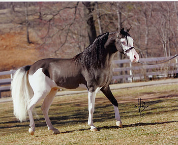Blue Eyed Pye, pye, miniature, horse, blue eyes HD wallpaper