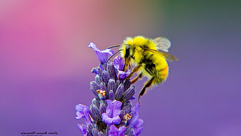 Bee, Lavender nectar beauty, Full , Nature's elegance HD wallpaper