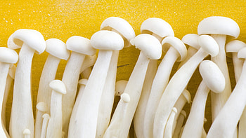Finding enoki mushrooms, Culinary delights, Cooking inspiration, Oven dishes HD wallpaper