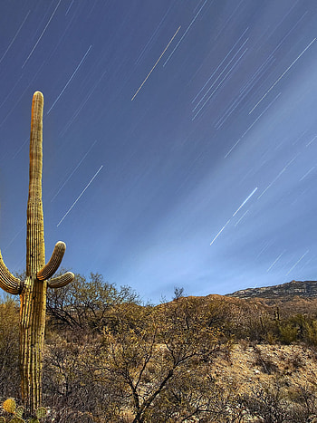 Saguaro National Park, Tucson Arizona HD phone wallpaper