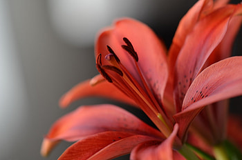 Flower, Macro, Petals, Lily, Stamens HD wallpaper