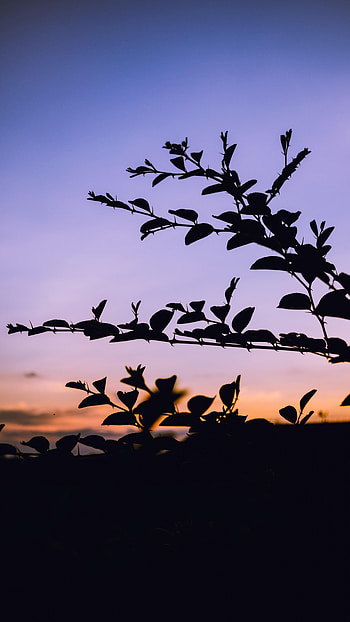 Nature, Trees, Silhouette, Branches, Evening HD phone wallpaper