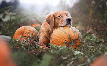 Tired after Halloween, halloween, pumpkin, dog, caine HD wallpaper