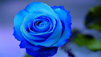 Beautiful Blue Rose!, blue, rose, beautiful, nature, flowers HD wallpaper