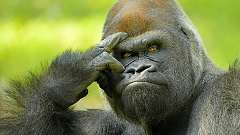 Gorilla , Bold and striking, Powerful stance, Untamed beauty HD wallpaper