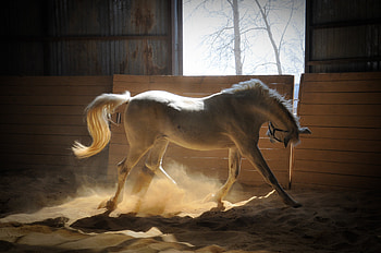 Animals, Color, Dust, Horse, Stable HD wallpaper