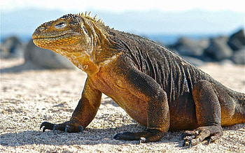 Animals, Huge, Conolophus, Konolof, Conolof, Galapagos Islands, Scales, Scale HD wallpaper