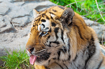 Animals, Muzzle, Striped, Predator, Tiger, Protruding Tongue, Tongue Stuck Out HD wallpaper