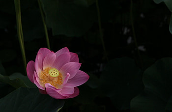 Flowers, Water, Leaves, Night, Lotus HD wallpaper