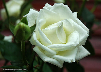 STUNNING WHITE ROSE, rose, white, beautiful, pretty HD wallpaper