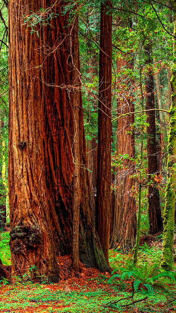 Redwood , Captivating nature, Serene backgrounds, Forest beauty HD phone wallpaper