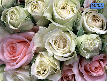 Cool Flowers, rose, colors, flowers, flower HD wallpaper
