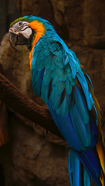 Parrot, Blue Bird HD phone wallpaper