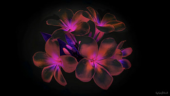 Glowing Plumeria, ART, BEAUTY, FLOWERS, ABSTRACT HD wallpaper