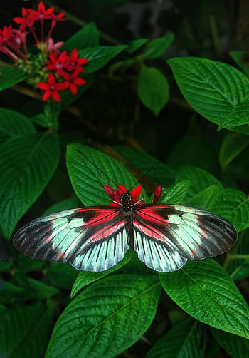 A striking red, black, and white butterfly rests on vivid green leaves with red flowers in the background. HD phone wallpaper