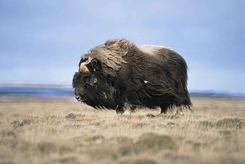 Musk bull, Captivating , Ovibos moschatus, Serene wilderness HD wallpaper