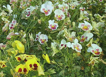 Flowers, nature HD wallpaper