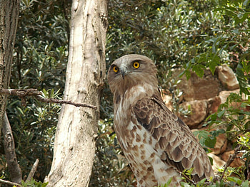 Short Toed Eagle, brown, feathers, raptor, cream, bird of prey, tree HD wallpaper