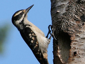 Woodpecker , tree trunk, animal, wings, bird HD wallpaper