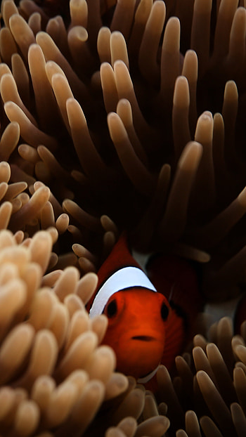 Clownfish in resolution, Sony Xperia and MacBook backgrounds, Underwater spectacle HD phone wallpaper