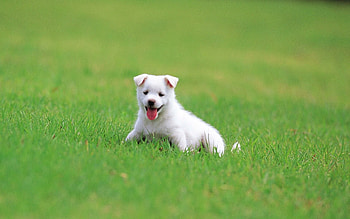 Dog, pretty dog, beautiful pet, adorable HD wallpaper