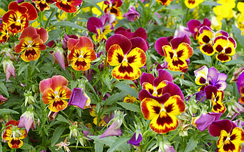 Flowers, Pansies, Bright, Greens, Flower Bed, Flowerbed HD wallpaper