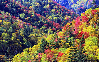 Landscape, Trees, Autumn HD wallpaper