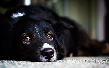 Border Collie, Animals HD wallpaper