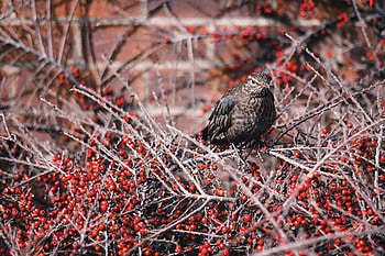 Animals, Berries, Bird, Wood, Tree HD wallpaper
